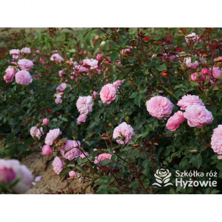 Sadzonki róży miniaturowej ze szkółki róż